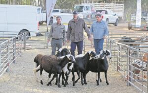Groot veiling lewer rekords