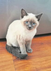 Geliefde kat onthoof