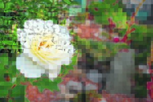 30e Roos- en tuinbouskou eersdaags op die kalender