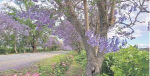 VISUaL feast of a purple hue
