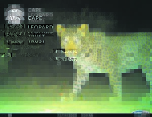 Cederberg wildlife on camera