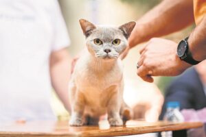 Die kat van die dag