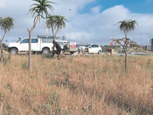 Swartland Veterane knap ingang op
