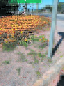 Straatblomme bly