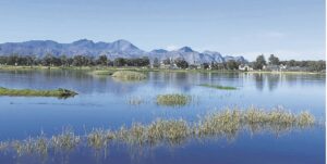 Paardevlei reeds all a twitter on a peaceful spring day