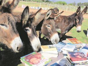 Donkies kan nie wag vir bonanza