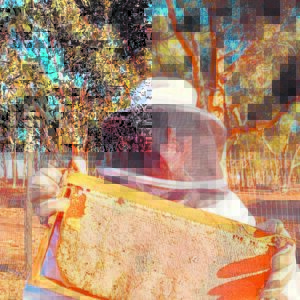 Bees play crucial role