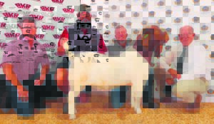 Boerbokke haal hoë veilingprys
