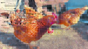 Voëlgriep broei steeds onder hoenders wat eiers lê