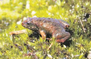 Bewaar natuur met slimfoon