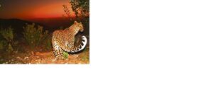 The leopards are back on Piketberg