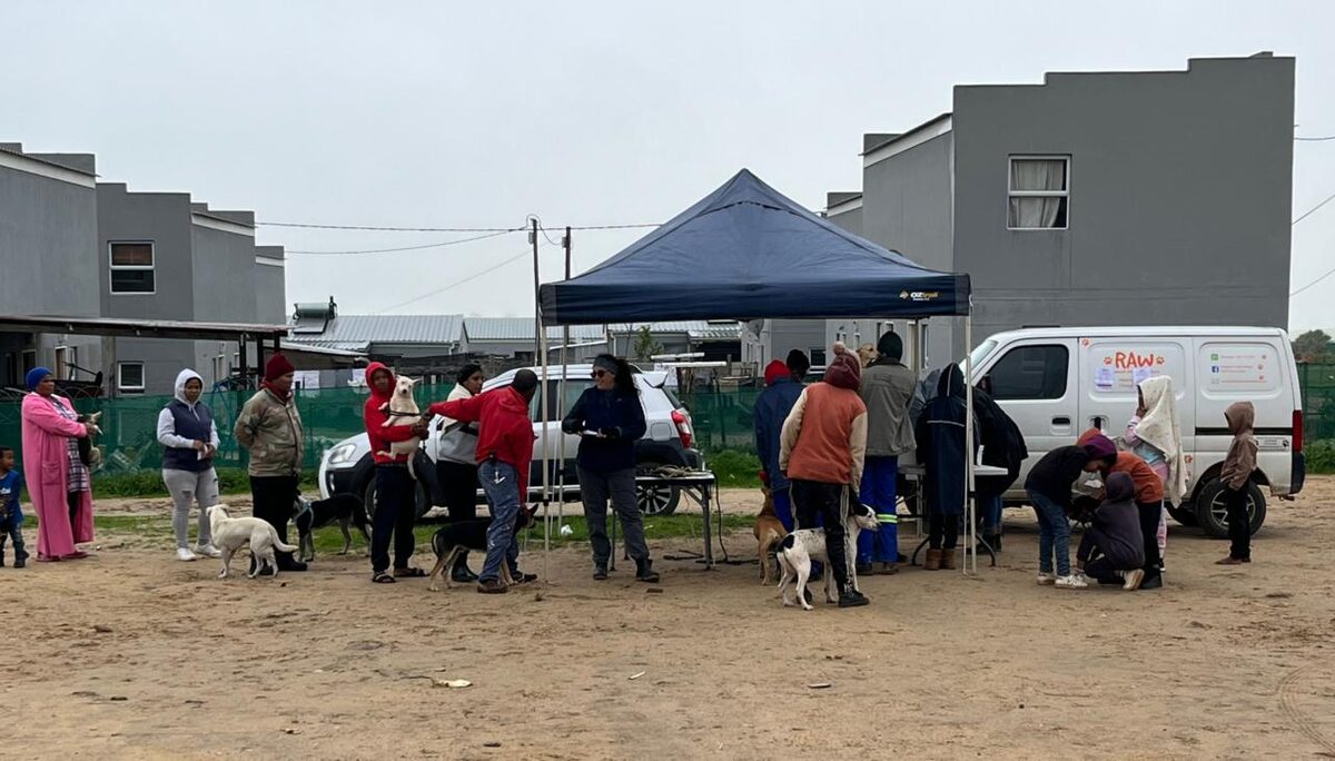 Inwoners in die omgewing van Esterhof in Riebeek-Kasteel staan in rye met hul troeteldiere om teen hondesiekte ingeënt te word.