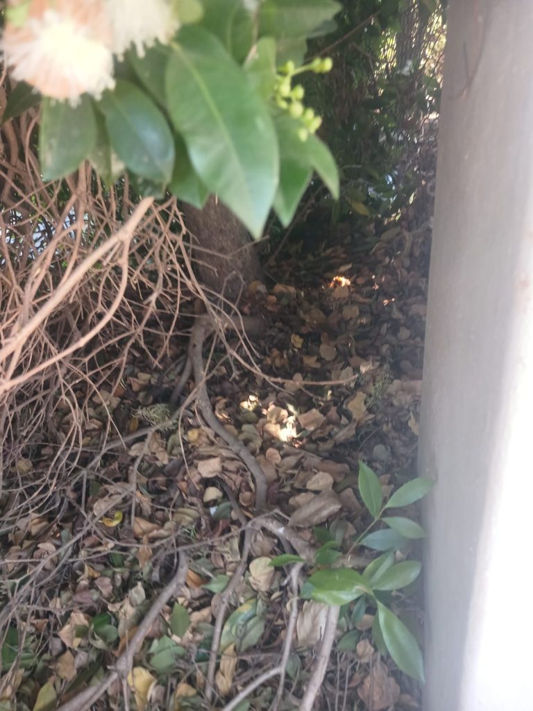 Baba verlate onder bos in rustige woonbuurt in Malmesbury gevind.