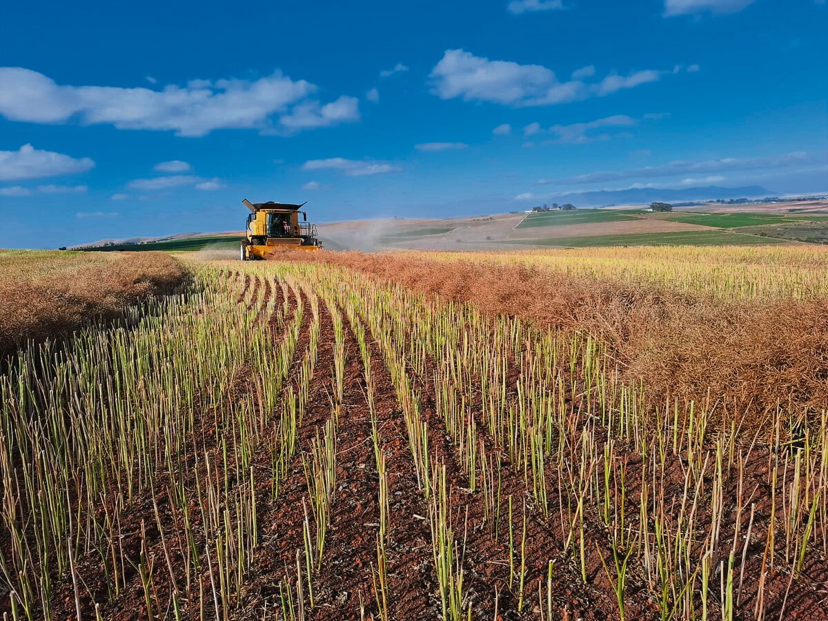 Swartland se graanvooruitsigte onder druk na swak September-reënval
