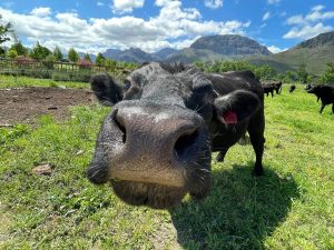 Moontlike BKS-geval op plaas in Swartland ondersoek