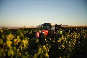 Wyndruifprodusente in Swartland pars al, maar nog te vroeg vir vooruitskatting