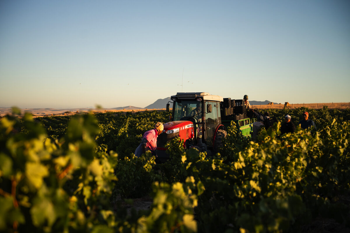 Wyndruifprodusente in Swartland pars al, maar nog te vroeg vir vooruitskatting
