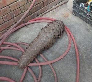 Ietermagog uit vermeende smokkelaars se kloue gered