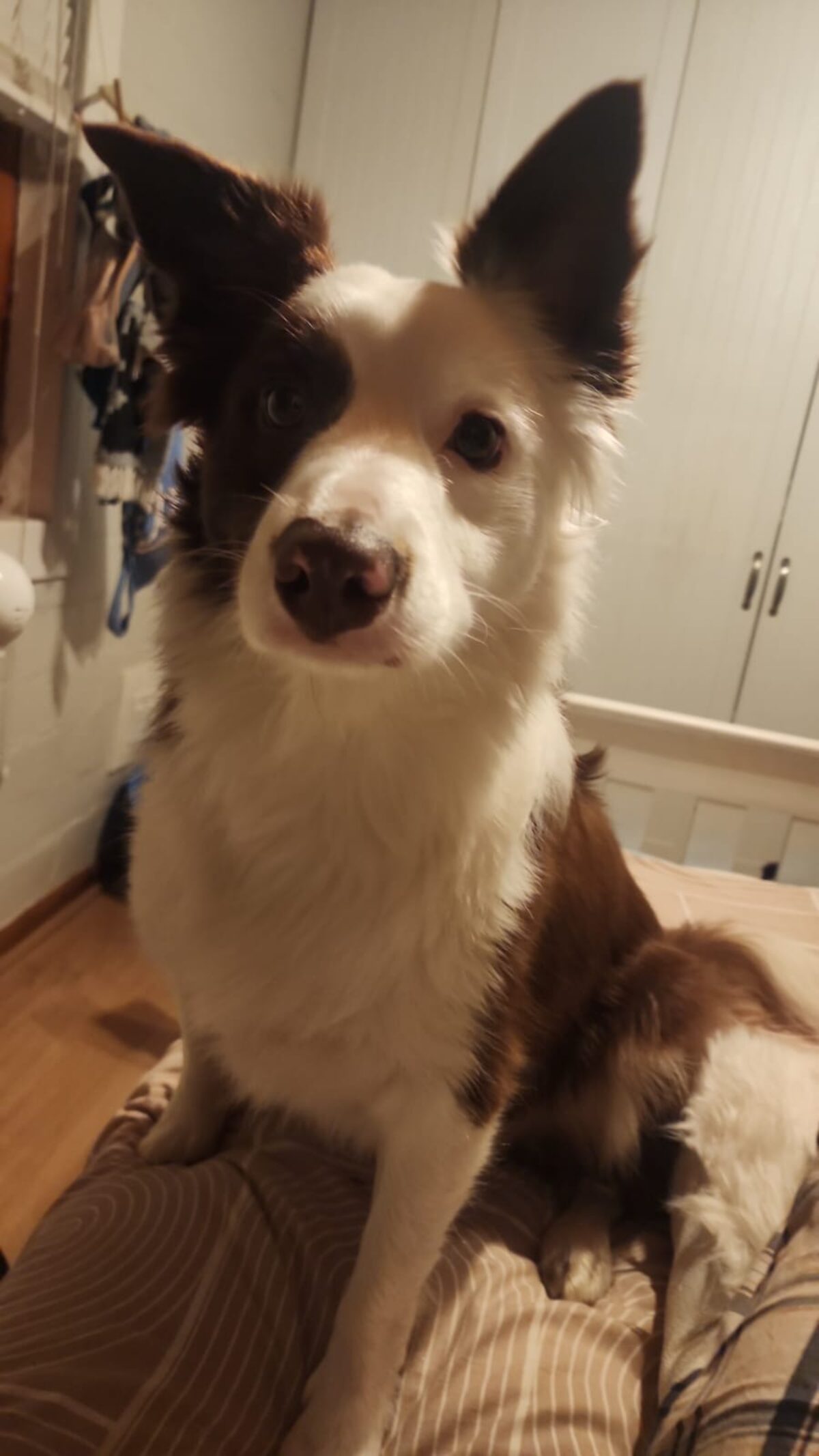 Border Collie