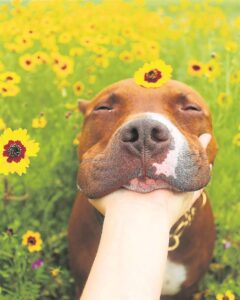 Dog rescue organisation raising funds for abandoned pit bulls