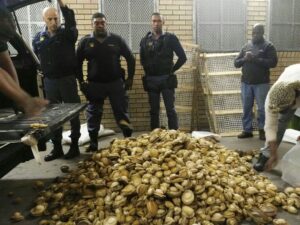 Abalone worth R1m seized in Mfuleni