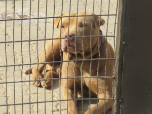Dogs neglected in Joe Slovo Park, Milnerton