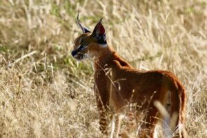 Dooie rooikatte in Kaapse park skok inwoners