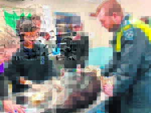 Seal gets surgery to swim again