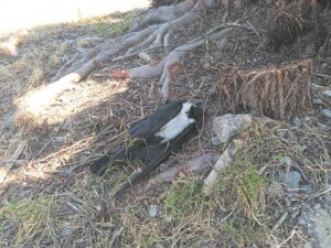 Geen stappe oor boom