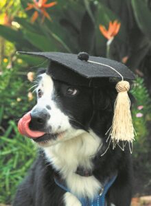 Purdy, the deaf border collie, to the ‘rescue’