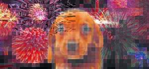 ‘A night of terror’: Guy Fawkes a trigger of distress for pet owners