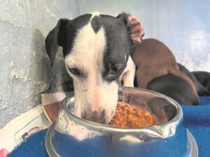 SPCA takes action after dog abuse video circulates in Goodwood