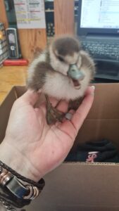 Kolgansies in nywerheidsgebied in Brackenfell gered