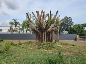 Wilde-vyeboom in Plattekloof glo deur ‘n inwoner onwettig gesnoei