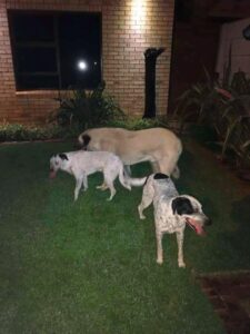 Losloperhonde sorg vir groot katherrie