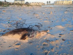 Rabies alert: Dead seals cause alarm on Cape Town’s popular beaches