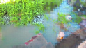 Sewage water causes a big stink in Bellville backyard