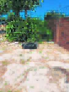 Residents in Thornton call for removal of a palm tree they say is attracting vagrants