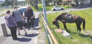 Horse cart, motor vehicle collide on Frans Conradie Drive