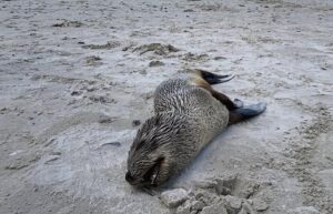 Experts tackle Cape fur seal aggression and rabies outbreak