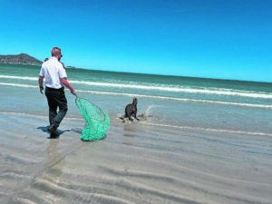 Seal harassed by beachgoers in Bloubergstrand