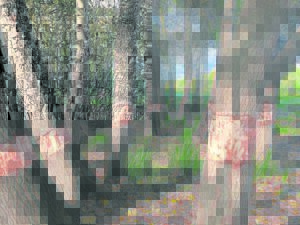 Continuous removal of trees nearby Majik Forest spark ‘growing’ crisis