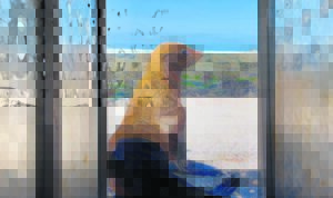 ‘Blue’ the seal returns to the ocean after week of recovery