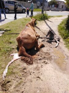 Perd gee op sypaadjie geboorte nadat sy nog mense en vrag trek