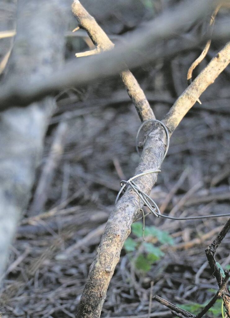 The noose of a snare is often camouflaged, thus looking out for wires tied to an anchor, such as vegetation is easier to spot.Photo: Carina Roux<