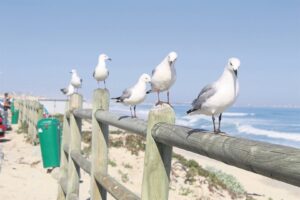 ‘Do not feed seagulls’: Sanccob says practice may have fatal consequences