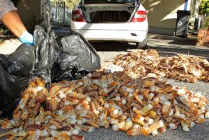 Belhar man busted for illegal lobsters