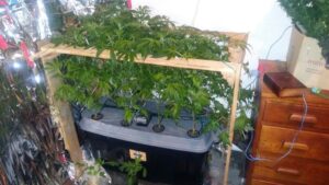 Melkbos teen in court for dagga lab