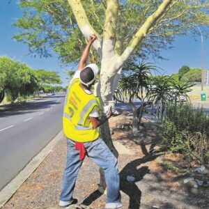 Stroping van boombas neem toe