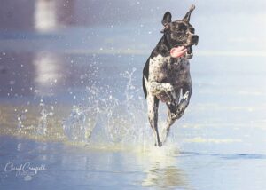 Snapping your pet in action now the latest beach trend